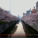 【絶景】目黒川の桜はドローン目線でみるとまた違った魅力があります！