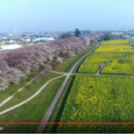 【空中お花見】桜の名所を空中散歩しましょう♫