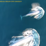 【貴重映像】地球最大の生物「シロナガスクジラ」の捕食シーンを撮影成功！